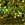 0001_Relax_Kopyto_Classic_11_cm_[Green_Glitter_Motoroil].jpg